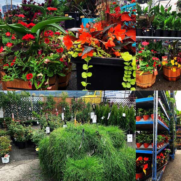 Garden centre in Kelowna, annuals, perennials, flowers, vegetables, basket stuffers.